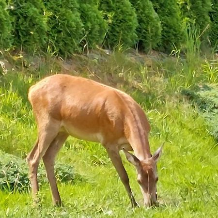 Domek Pod Holica Bieszczady Villa Ustrzyki Dolne Buitenkant foto