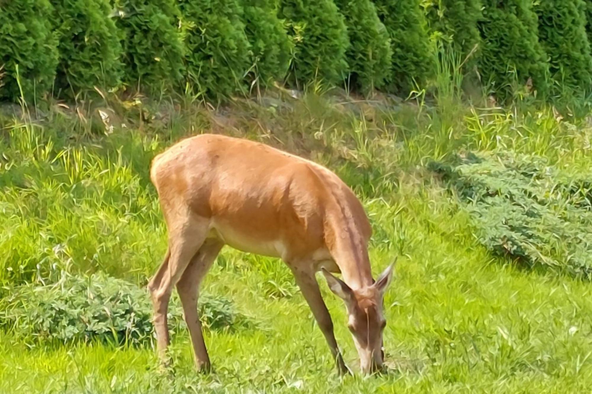 Domek Pod Holica Bieszczady Villa Ustrzyki Dolne Buitenkant foto